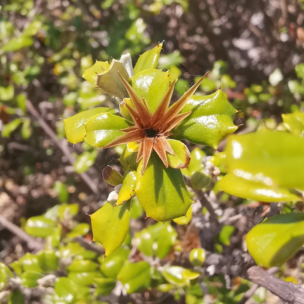 Anastraphia pauciflosculosa