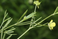 Ranunculus arvensis image