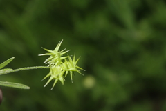 Ranunculus arvensis image