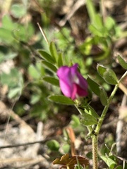 Vicia sativa