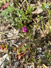 Vicia sativa