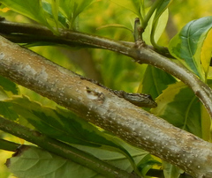 Lygodactylus angularis