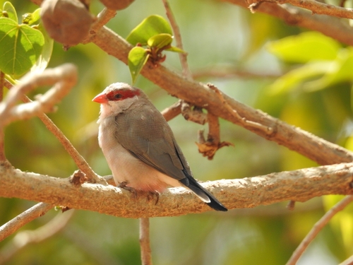 Estrilda culinegra (Estrilda troglodytes)