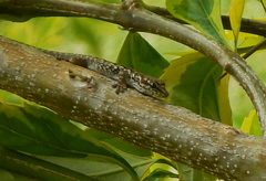 Lygodactylus angularis