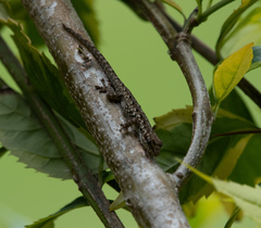 Lygodactylus angularis