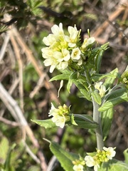 Pseudoturritis turrita