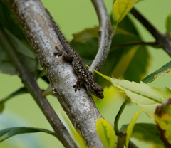 Lygodactylus angularis