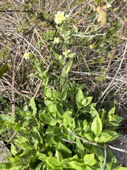 Pseudoturritis turrita