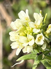 Pseudoturritis turrita