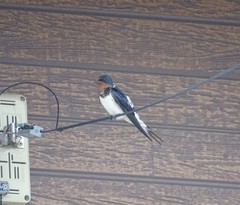 Hirundo rustica