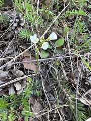 Brassicaceae