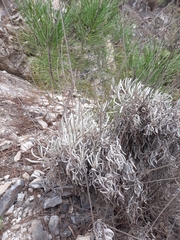 Lavandula lanata