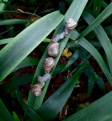 Kerkophorus vittarubra