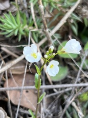 Brassicaceae