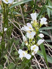 Brassicaceae