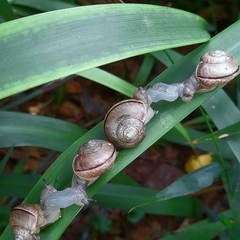 Kerkophorus vittarubra