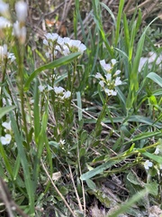Brassicaceae