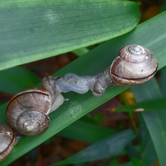 Kerkophorus vittarubra