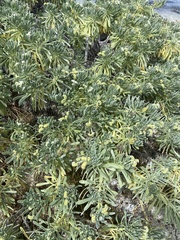 Tournefortia gnaphalodes