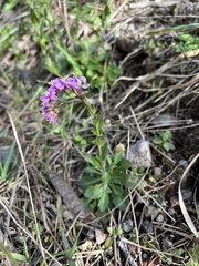 Arabis