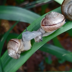 Kerkophorus vittarubra