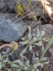 Hesperevax sparsiflora
