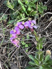 Arabis