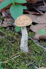 Leccinellum pseudoscabrum