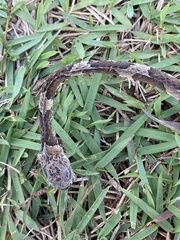 Dipsas bucephala