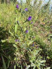 Echium