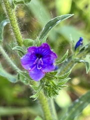 Echium