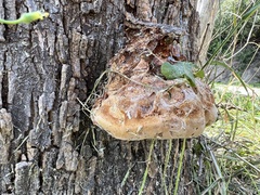 Inocutis tamaricis