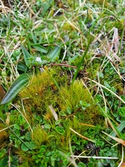 Flexitrichum gracile