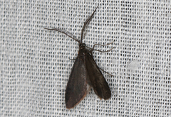 Pollanisus subdolosa