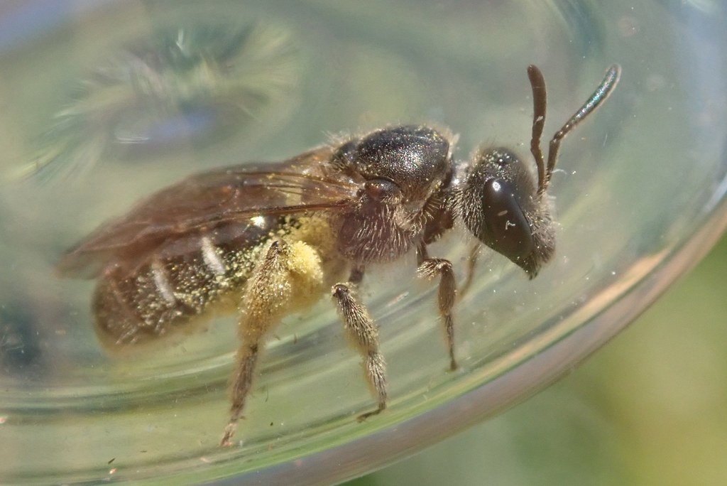 Mediterranean Furrow Bee
