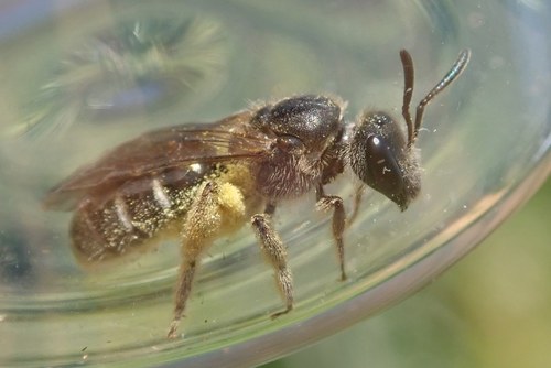 Mediterranean Furrow Bee