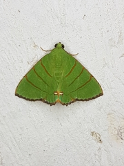 Eulepidotis viridissima