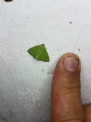 Eulepidotis viridissima