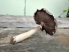 Agaricus
