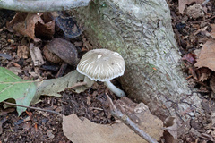 Leucoagaricus carneifolius