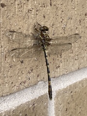 Progomphus alachuensis