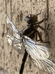 Progomphus alachuensis