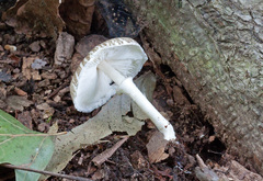 Leucoagaricus carneifolius