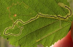 Stigmella confusella