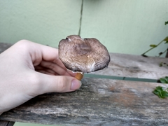 Agaricus