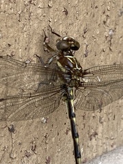 Progomphus alachuensis