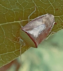 Hypoxys triangularis