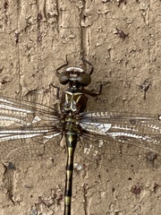 Progomphus alachuensis