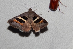 Grammodes congenita