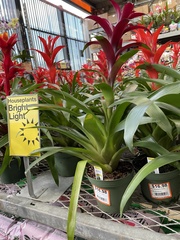 Canistropsis billbergioides